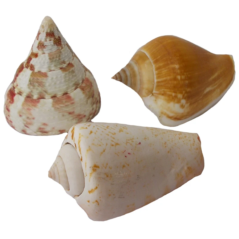 صدف تزیینی مدل RS542 مجموعه 3 عددی
