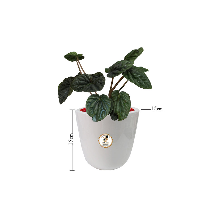 گیاه طبیعی پیله آ شرکت گلباران سبز گیلان مدل GN13-4AS