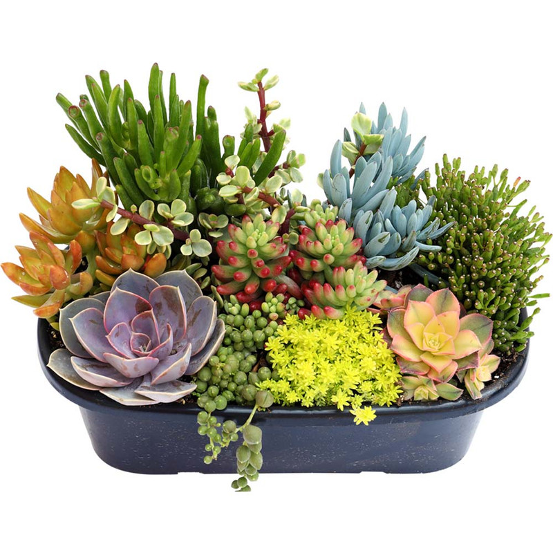 خاک ساکولنت گلوریا خاک مدل 10Litr وزن 5 کیلوگرم