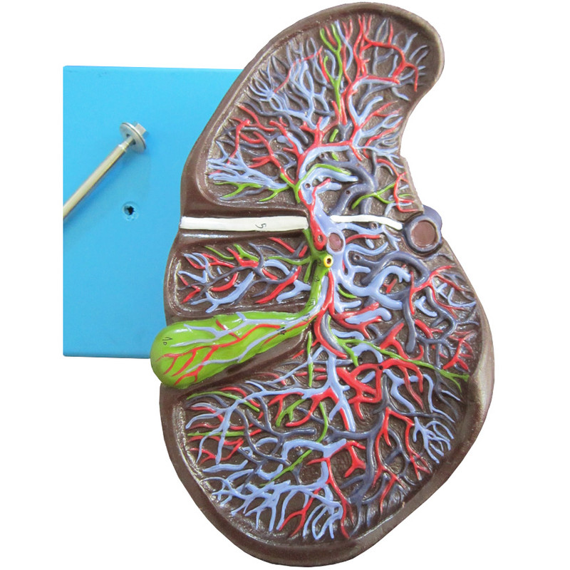 بازی آموزشی طرح مولاژ کبد انسان مدل ASM21