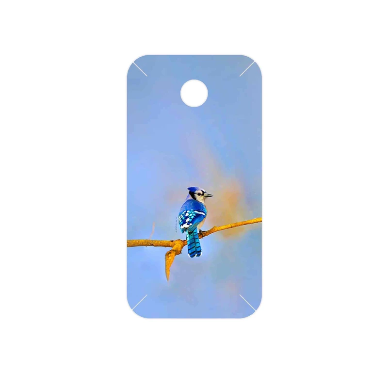 برچسب پوششی ماهوت مدل Cyanocitta cristata مناسب برای گوشی موبایل هوآوی Ascend Y330