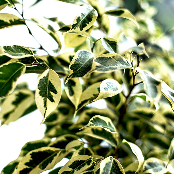 گل طبیعی فیکوس بنجامین ابلق تافکو کد 2031