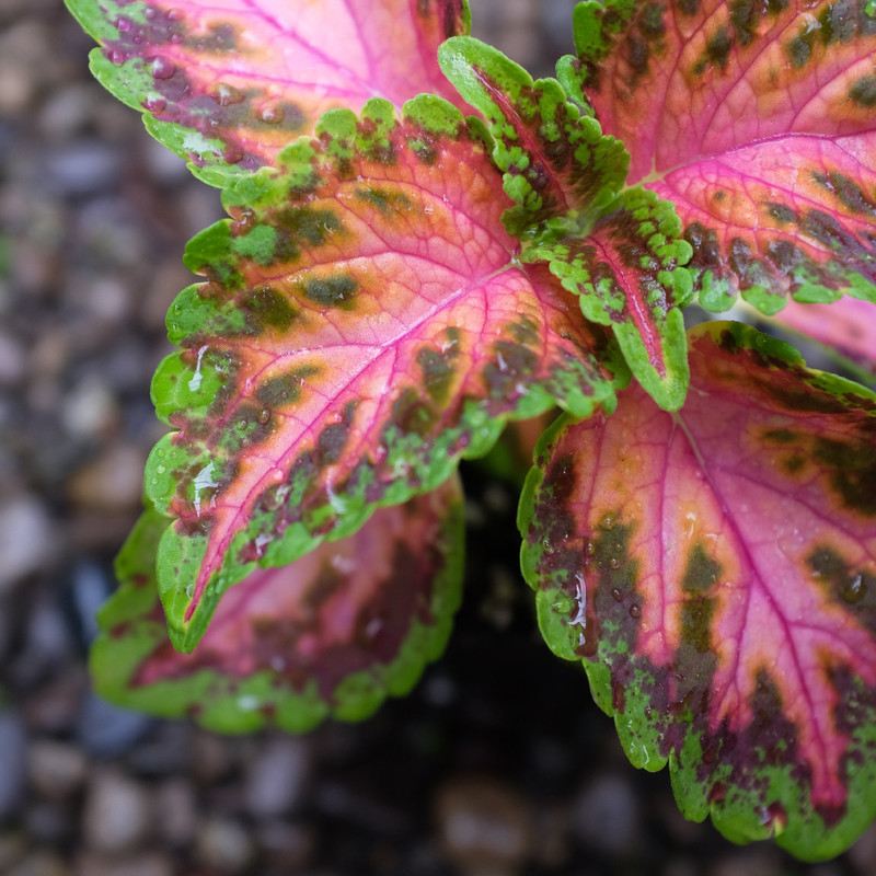 بذر گل حسن یوسف سانرایز سانیا سید مدل Sunrise