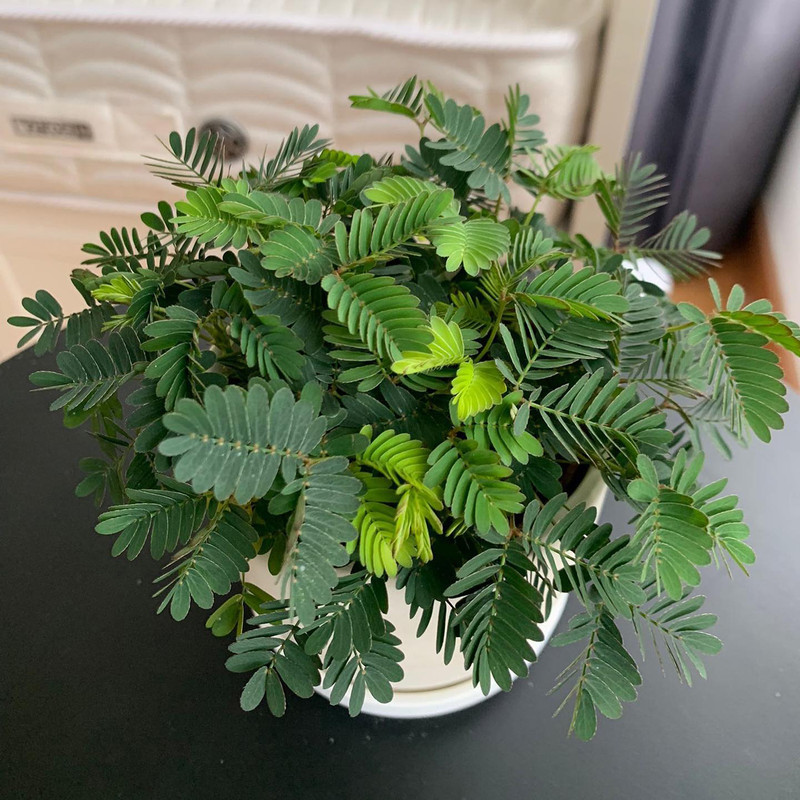 بذر گل قهر و آشتی سانیا سید مدل ss24