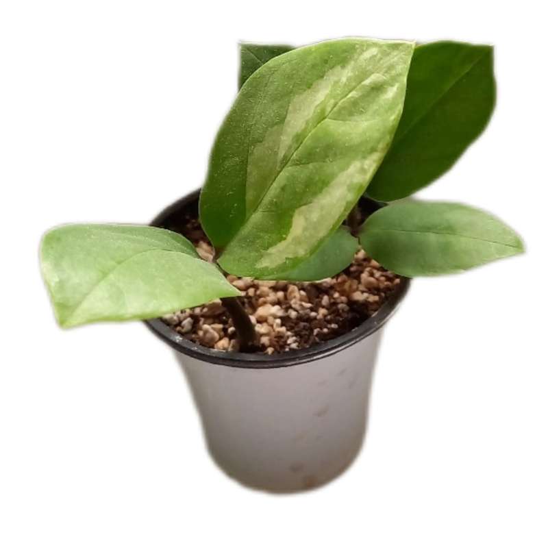 گیاه طبیعی زاموفیلیا ابلق کد 022