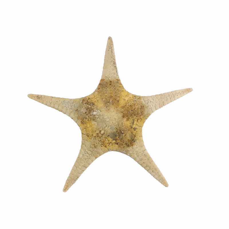 ستاره دریایی تزیینی مدل t12
