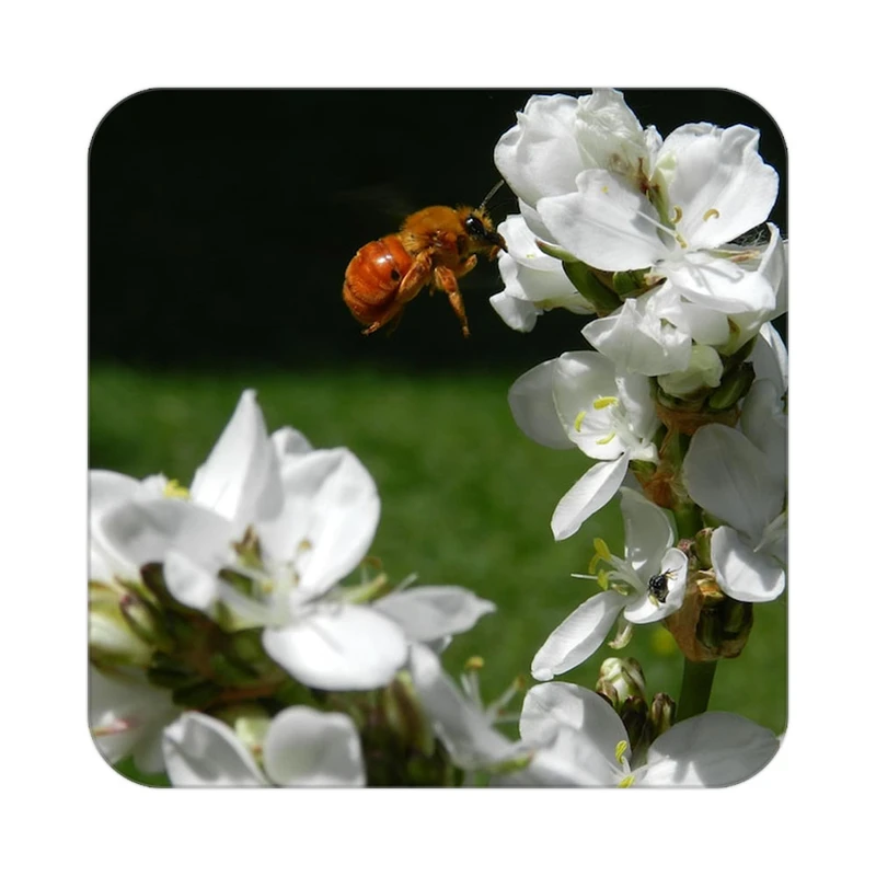 زیر لیوانی کاکتی طرح گل مدل mp16386