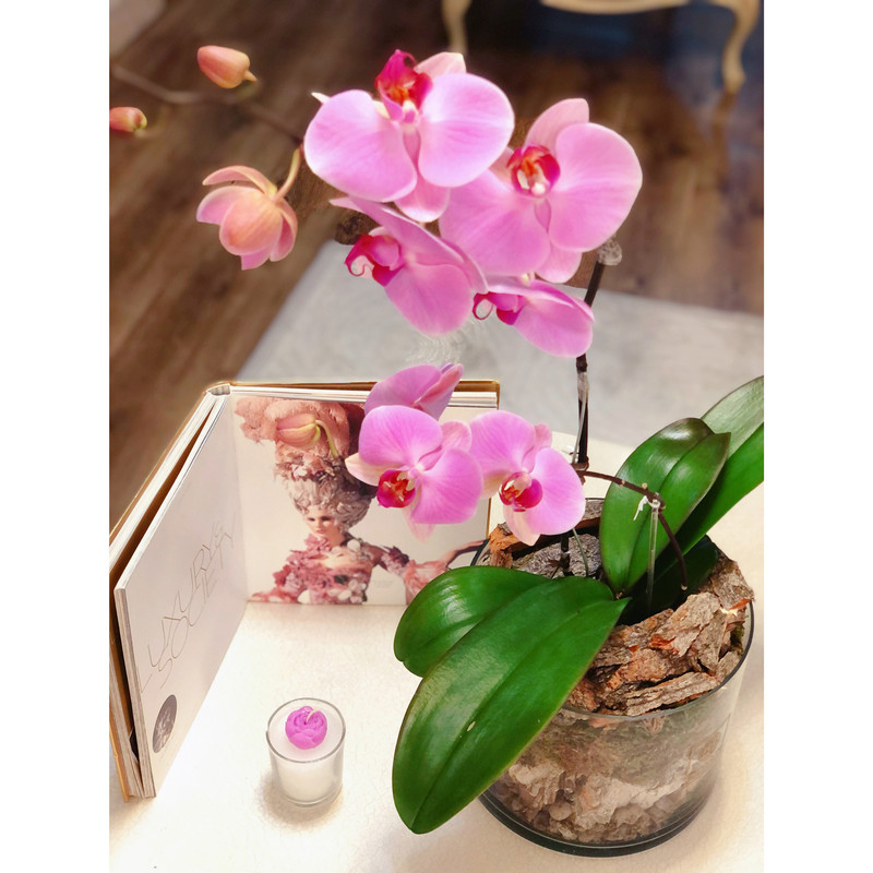 گیاه طبیعی ارکیده صورتی گل گیفت کد GP009