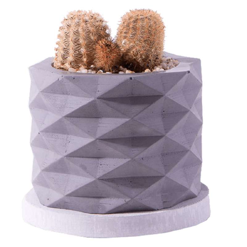 گیاه طبیعی کاکتوس اچینو سرئوس مدل K-08 گیاه طبیعی کاکتوس اچینو سرئوس مدل K-08