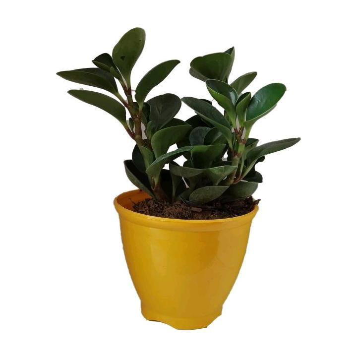 گیاه طبیعی قاشقی کد ep03 گیاه طبیعی قاشقی کد ep03