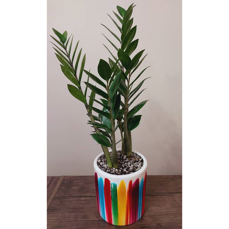 گیاه طبیعی زامیفولیا سبز کد 02 گیاه طبیعی زامیفولیا سبز کد 02