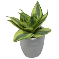 گیاه طبیعی سانسوریا کد AB - M01