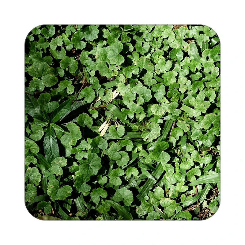 زیر لیوانی کاکتی طرح گل مدل mp19177