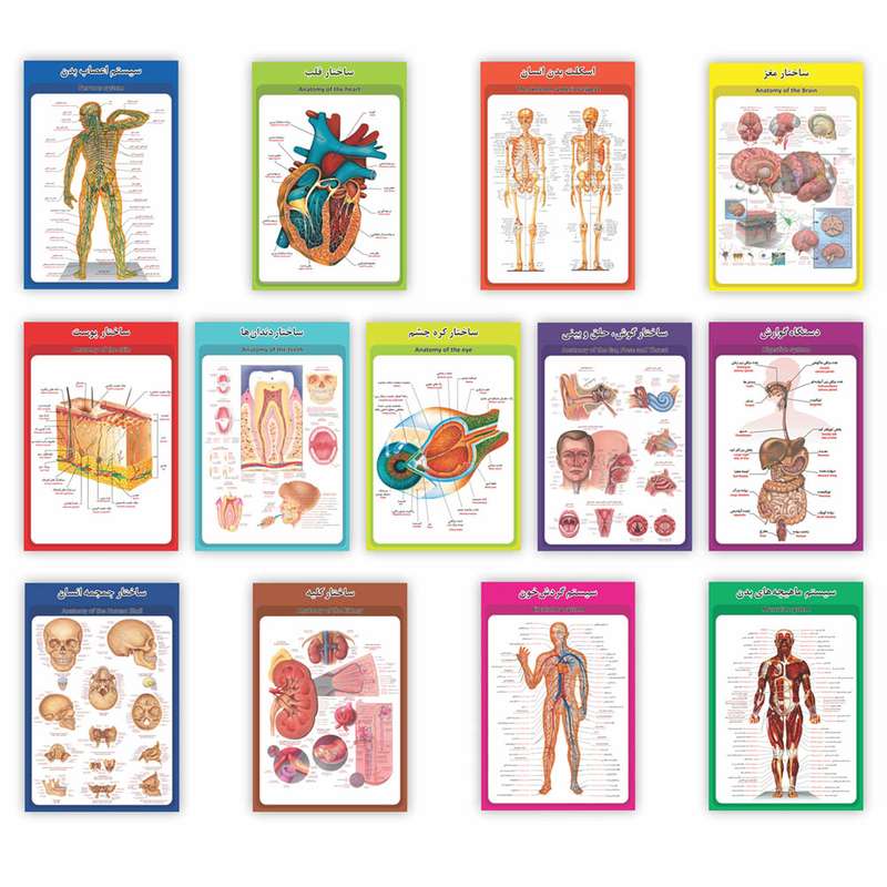 پوستر آموزش طرح آناتومی بدن انسان مجموعه 13 عددی
