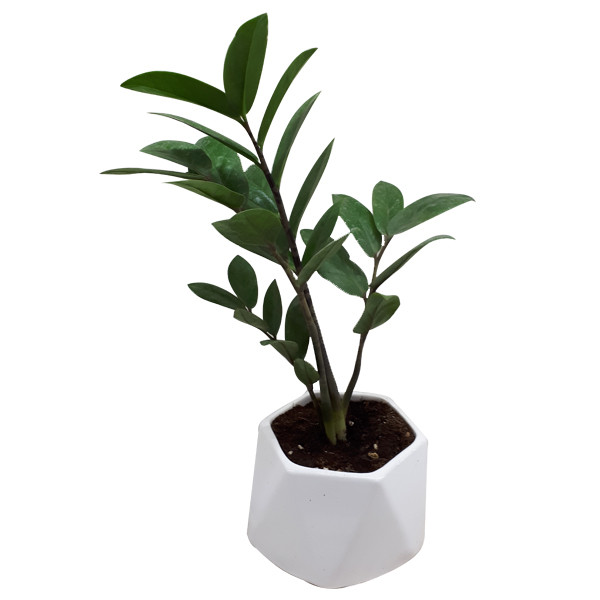 گیاه طبیعی زاموفیلیا کد S - M03 گیاه طبیعی زاموفیلیا کد S - M03