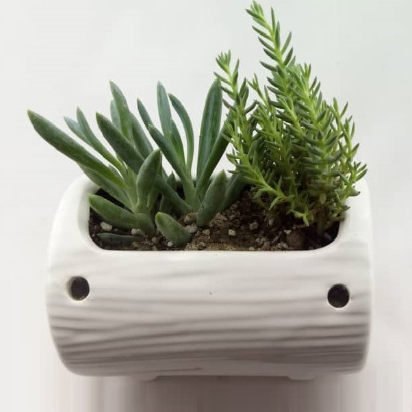 گیاه طبیعی کاکتوس مدل ساکولنت کد K001 گیاه طبیعی کاکتوس مدل ساکولنت کد K001