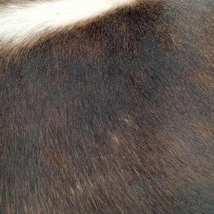 فرش پوست کمالی مدل AA-0609 فرش پوست کمالی مدل AA-0609