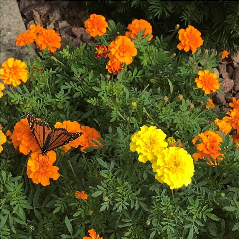 بذر گل همیشه بهار الوان گرین سیدز کد 260