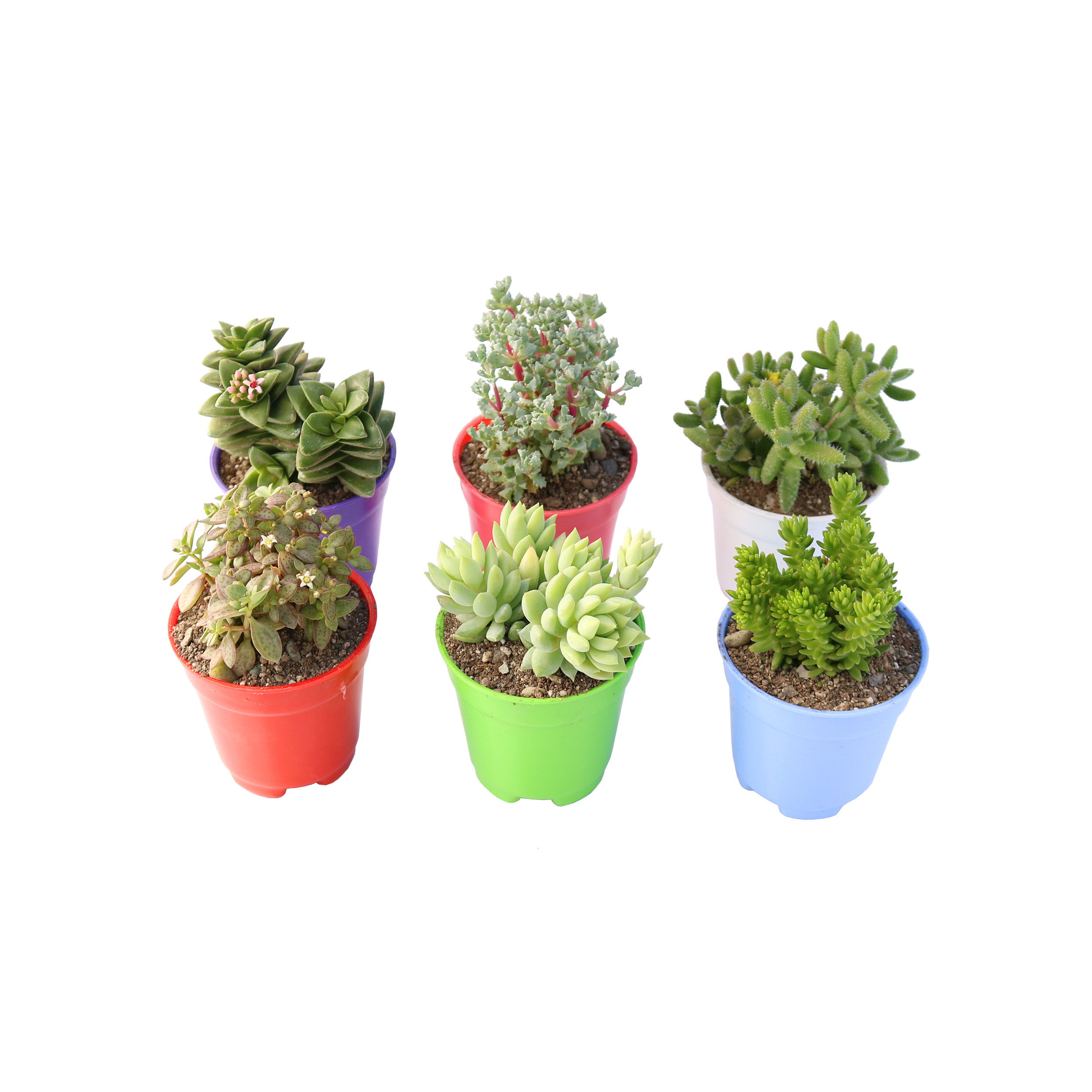 گیاه طبیعی ساکولنت آیدین کاکتوس کد CB-047 بسته 6 عددی
