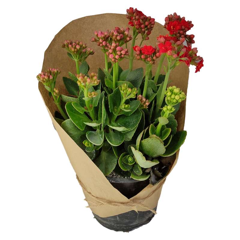 گیاه طبیعی کلانکوا کد yt31