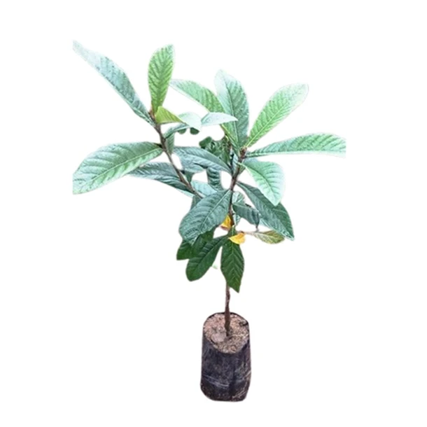 گیاه طبیعی نهال درخت ازگیل کد az