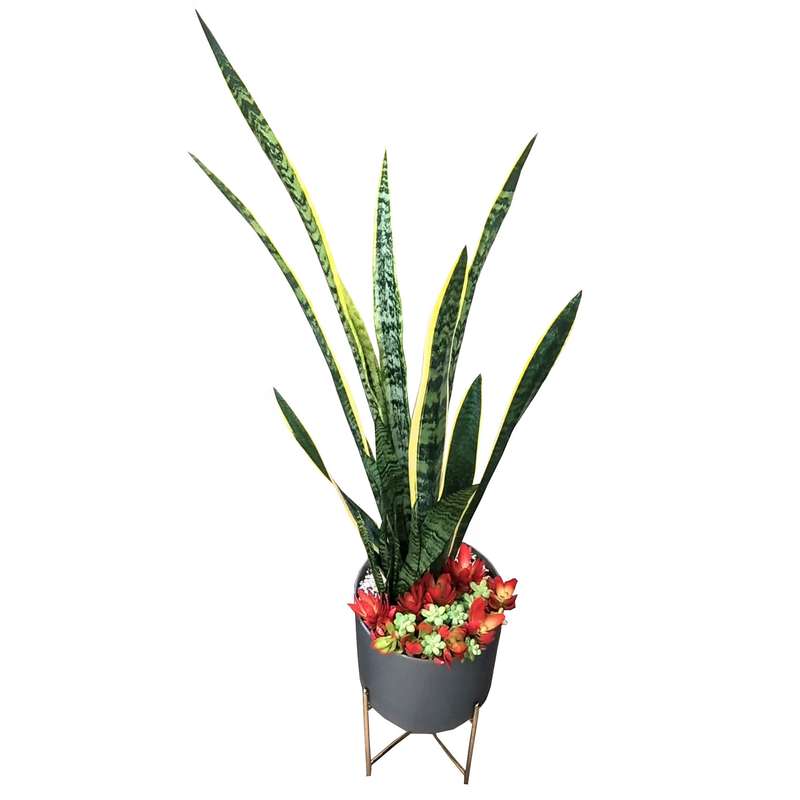 گیاه طبیعی سانسوریا مدل A-19 گیاه طبیعی سانسوریا مدل A-19