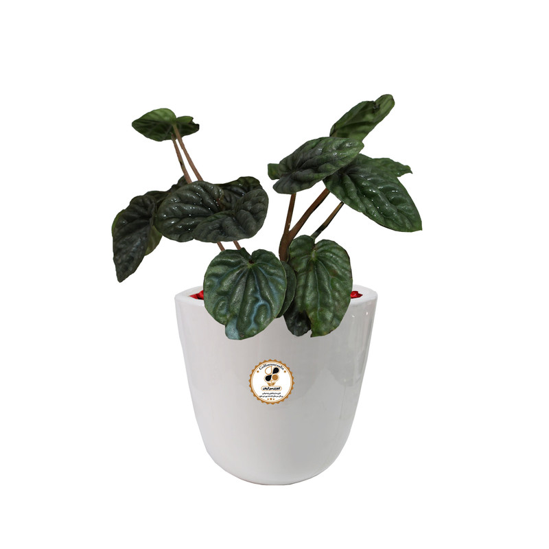 گیاه طبیعی پیله آ شرکت گلباران سبز گیلان مدل GN13-4AM گیاه طبیعی پیله آ شرکت گلباران سبز گیلان مدل GN13-4AM