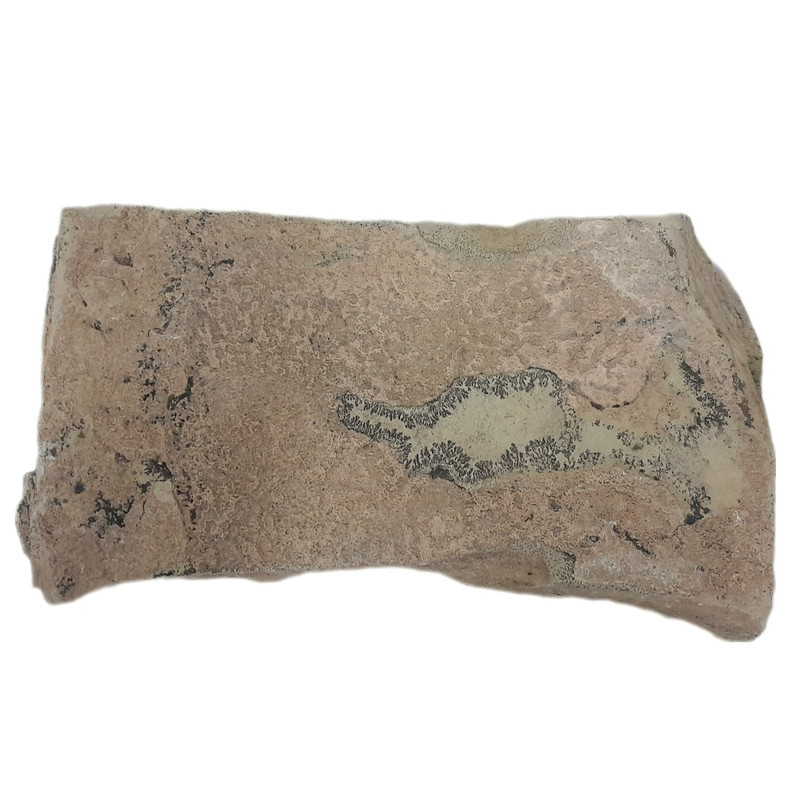 سنگ راف شجر فسیلی مدل تزیینی و آکواریوم کد 168