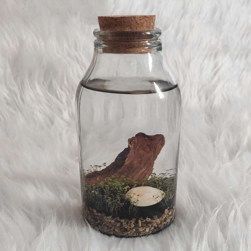 ویواریوم گیاه طبیعی کد viv-h109