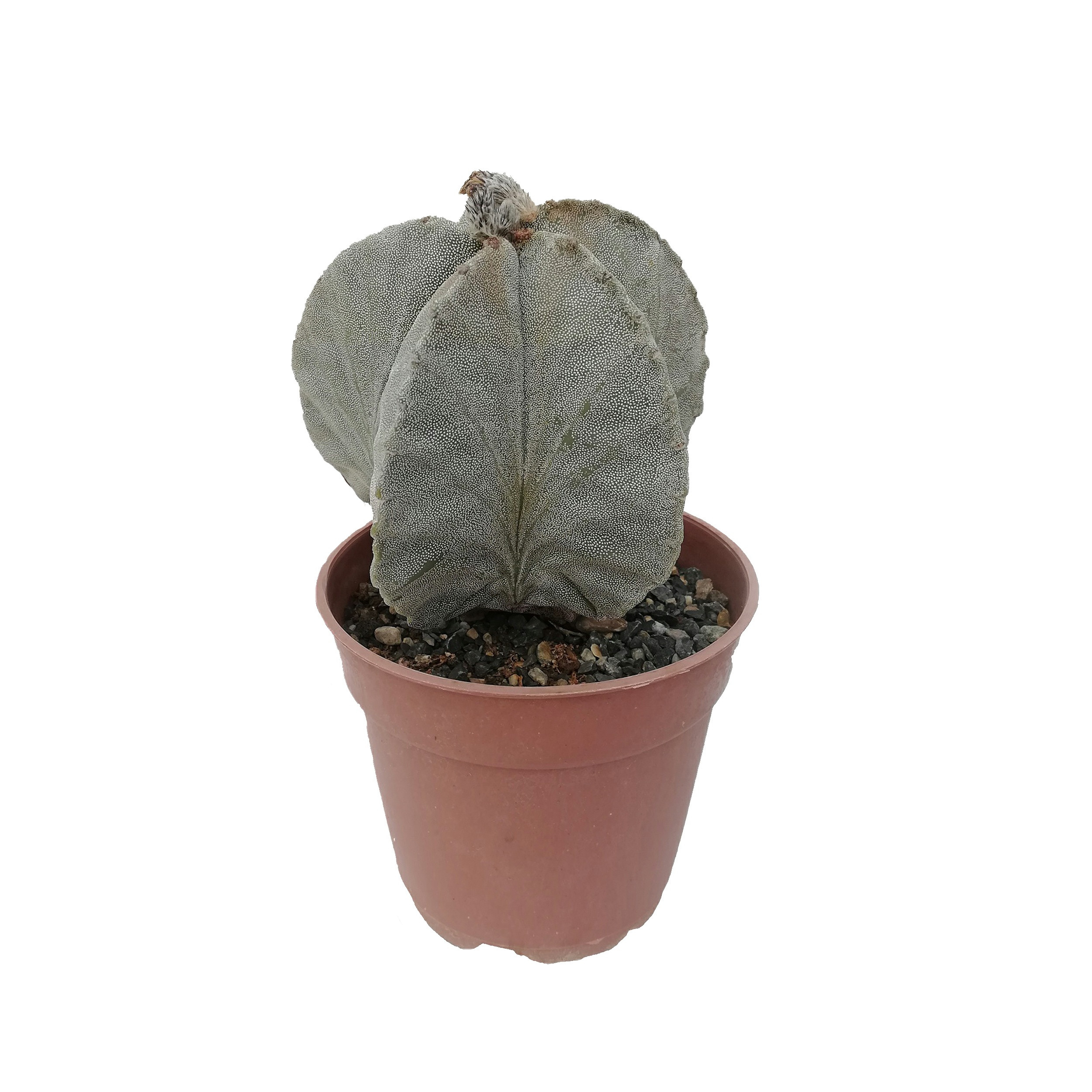 کاکتوس طبیعی آستروفیتوم کد 24564