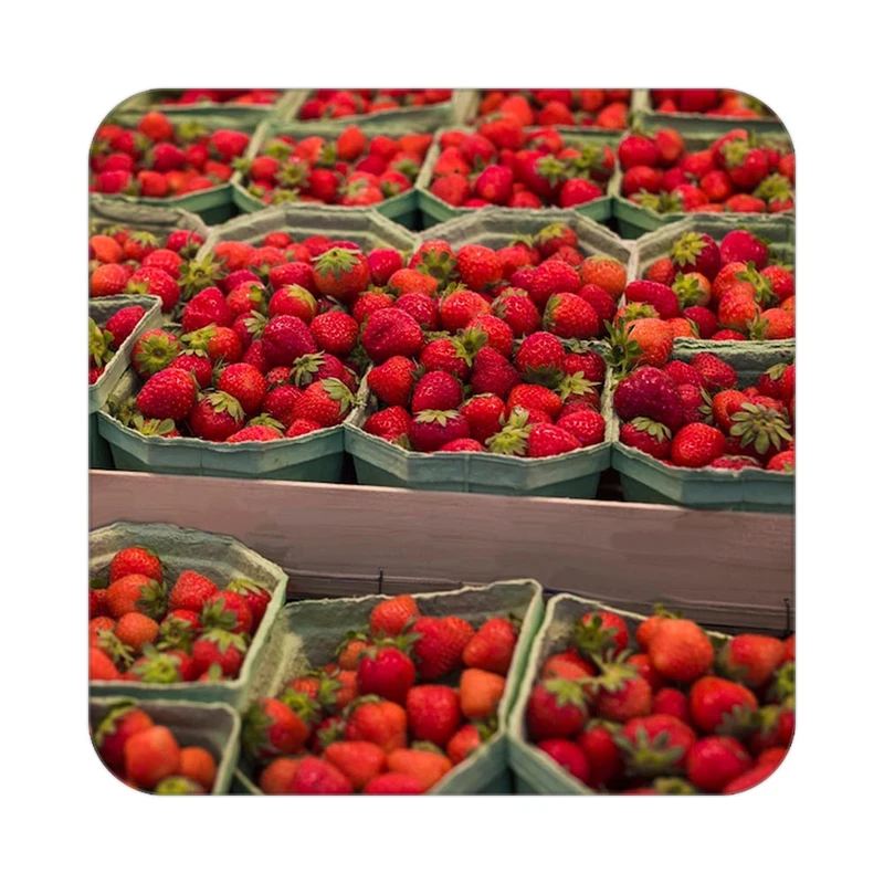 زیر لیوانی کاکتی طرح میوه مدل mp20231