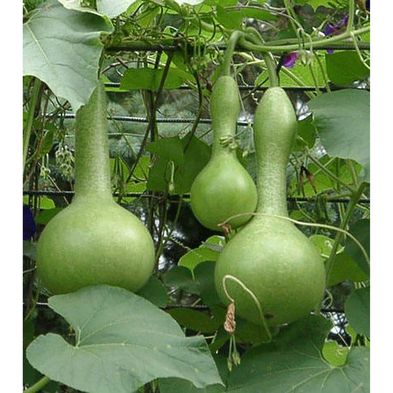 بذر کدو قلیانی فصل سبز کد FSSEED-046