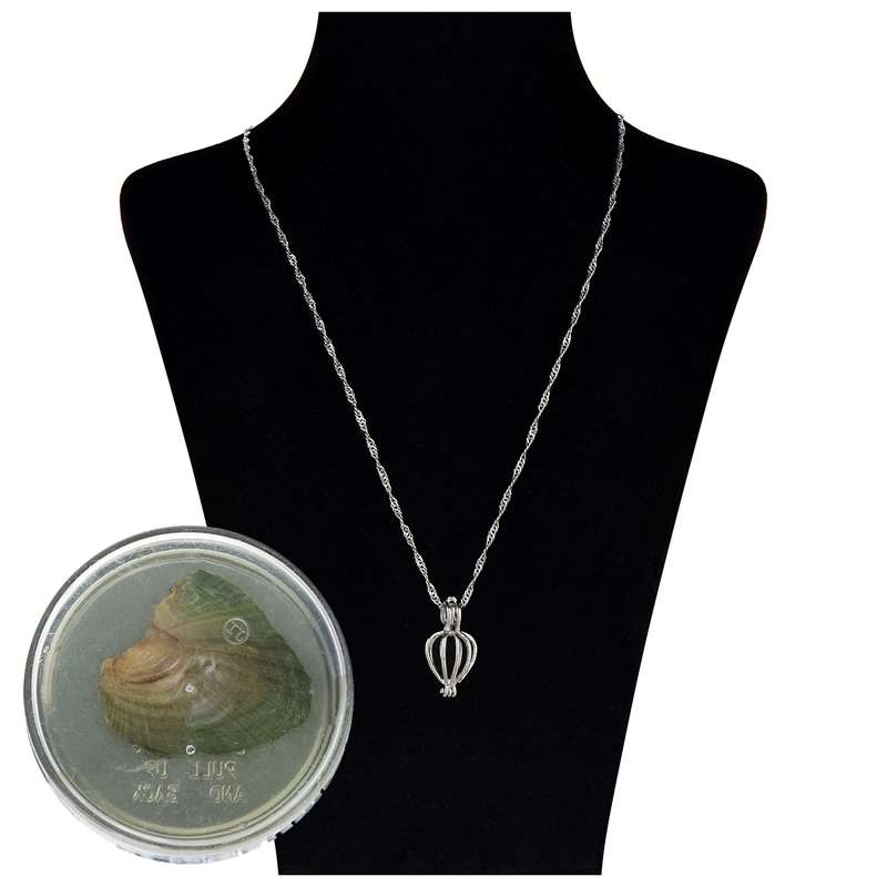 گردنبند زنانه مدل VK به همراه صدف مروارید دار گردنبند زنانه مدل VK به همراه صدف مروارید دار