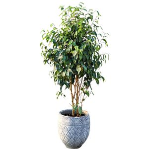 نقد و بررسی گیاه طبیعی درختچه بنجامین مدل 35 توسط خریداران