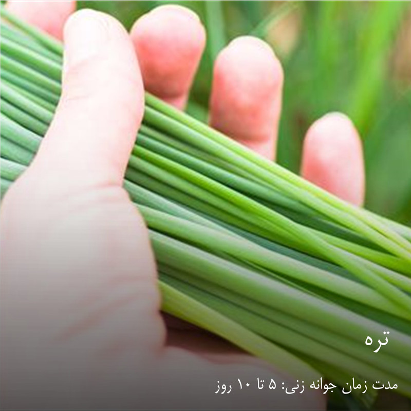 بذر سبزیجات هایپر‌کشت کد 2050 مجموعه 10 عددی