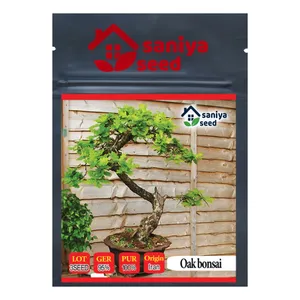 بذر بنسای بلوط سانیا سید مدل D8