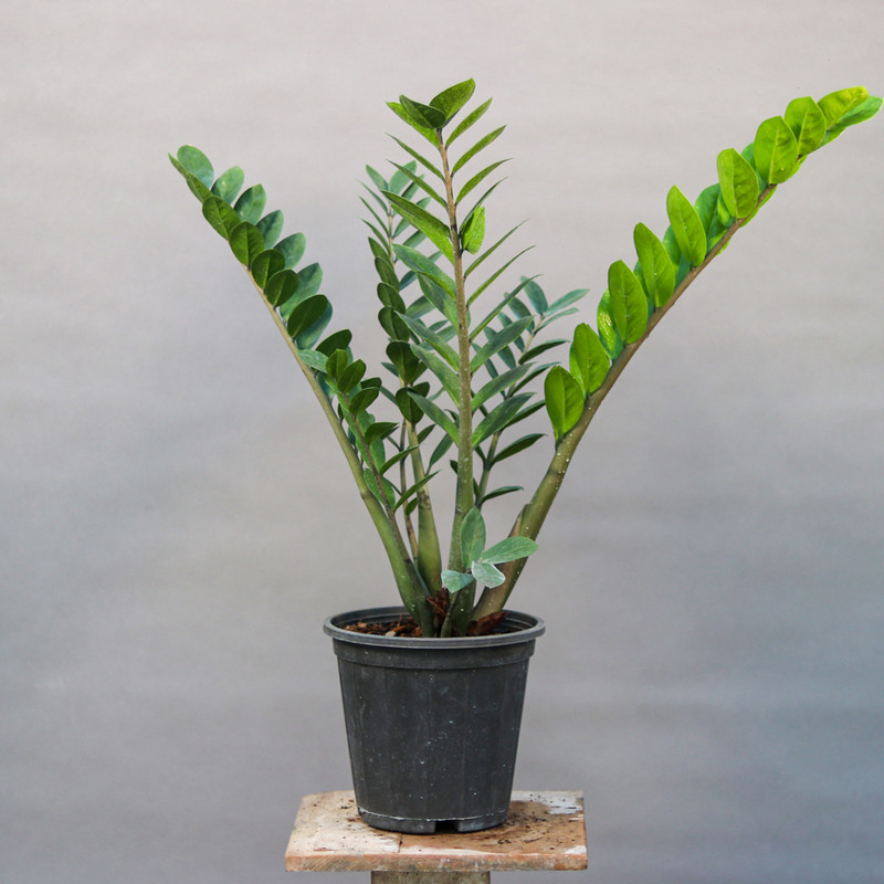 گیاه طبیعی زامیفولیا مدل 03