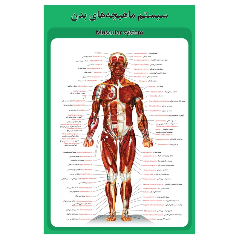 پوستر آموزشی طرح آناتومی سیستم ماهیچه های بدن