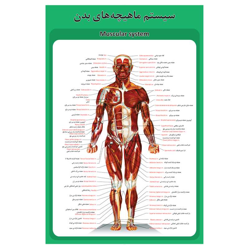 پوستر آموزشی طرح آناتومی سیستم ماهیچه های بدن