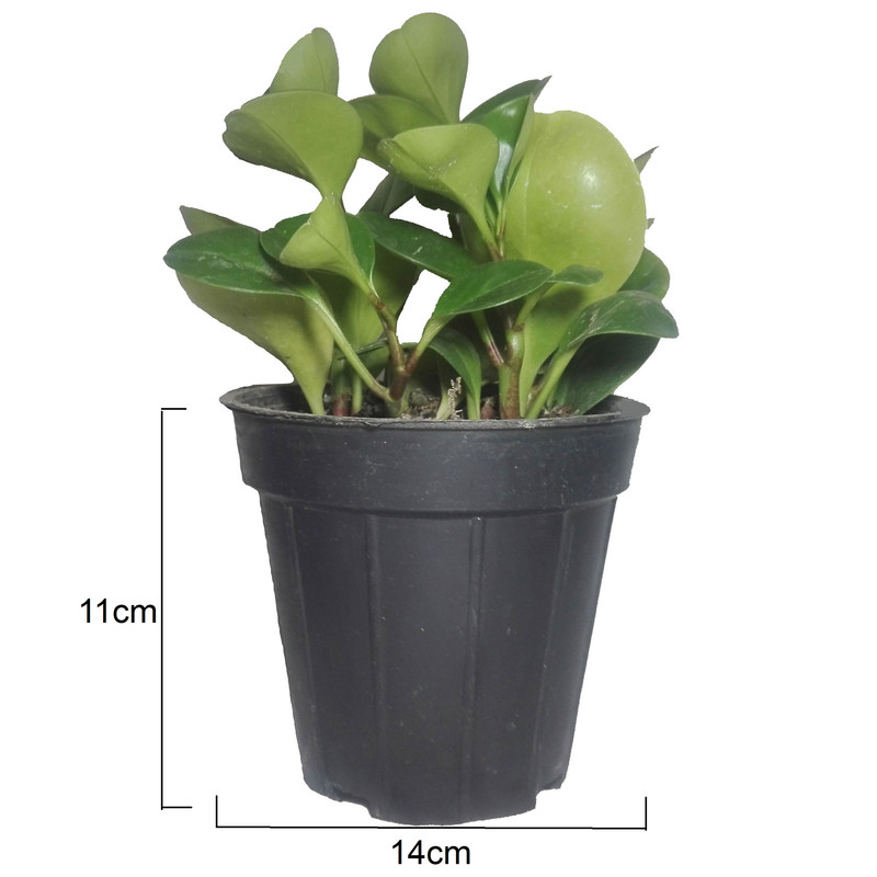 گل طبیعی قاشقی سبز کد114 گل طبیعی قاشقی سبز کد114