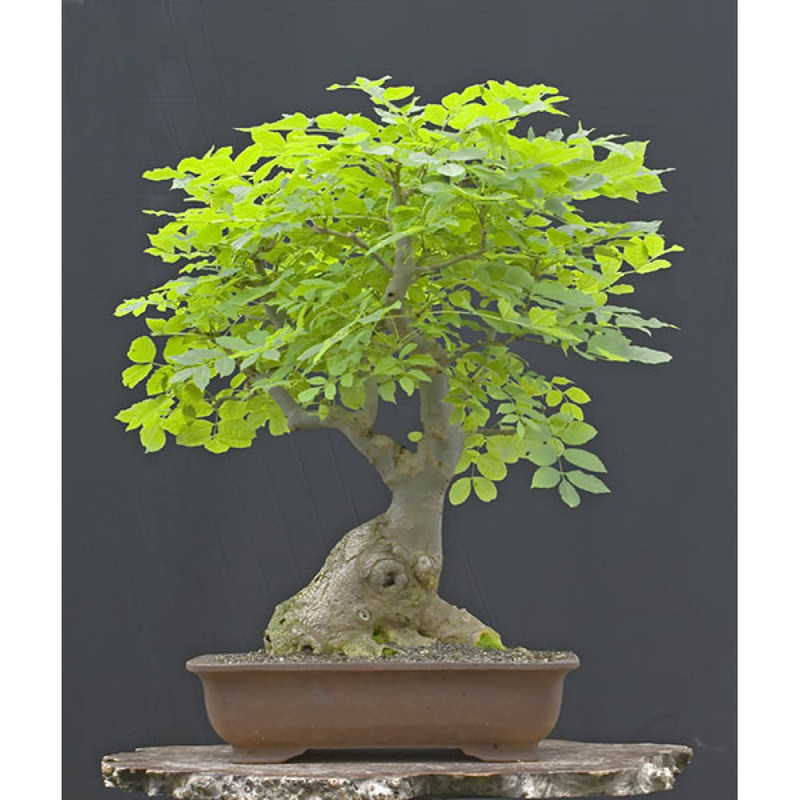 بذر بنسای زبان گنجشک سانیا سید مدل D3