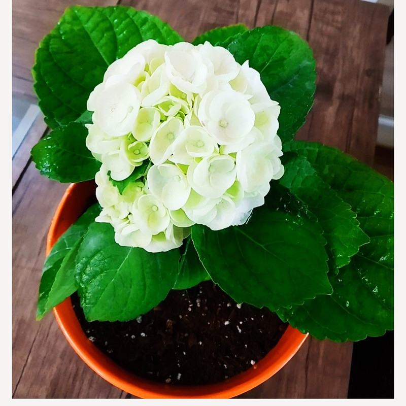 گیاه طبیعی هورتانسیا مدل D-10