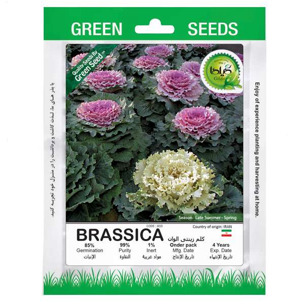 بذر کلم تزئینی الوان گیلدا کد 810