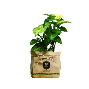 گیاه طبیعی سینگونیوم گلباران سبز گیلان مدل GN13-30K