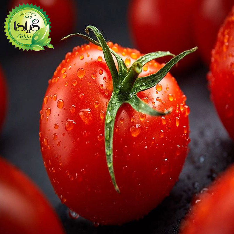 بذر گوجه درختی زیتونی گیلدا کد 576