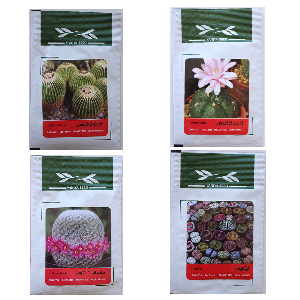 بذر کاکتوس سبزینه مدل A1  مجموعه 4 عددی