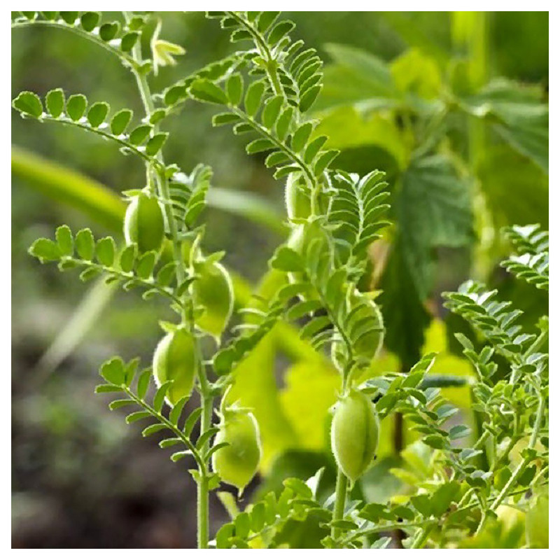 بذر نخود آذر سبزینه مدل L151 بسته 3 عددی بذر نخود آذر سبزینه مدل L151 بسته 3 عددی