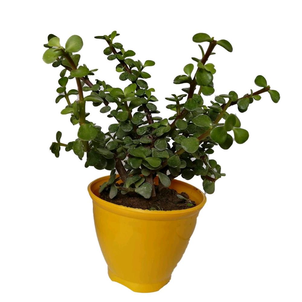 گیاه طبیعی کراسولا خرفه ای کد rp03
