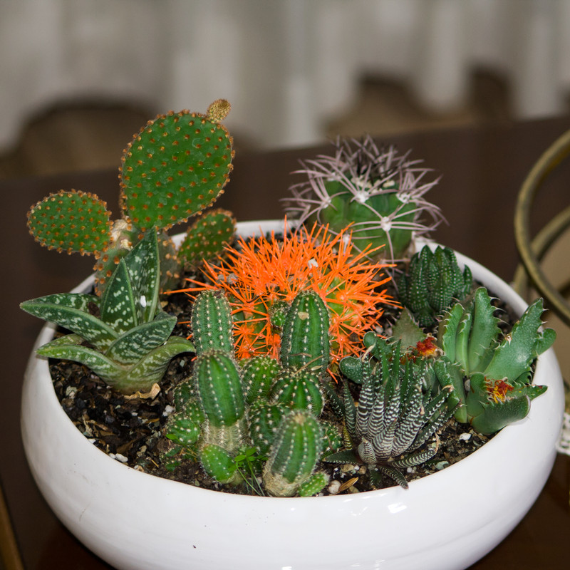 گیاه طبیعی کاکتوس و ساکولنت مدل دیش گاردن