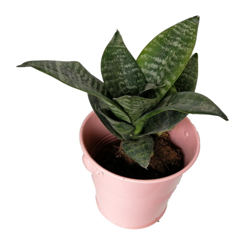 گیاه طبیعی سانسوریا پاکوتاه کد nf06